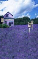 厂家直销超真数码主题背景——熏衣草系列摄影背景