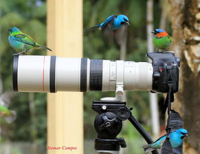 镜中生灵 佳能镜头与小鸟的创意摄影互动